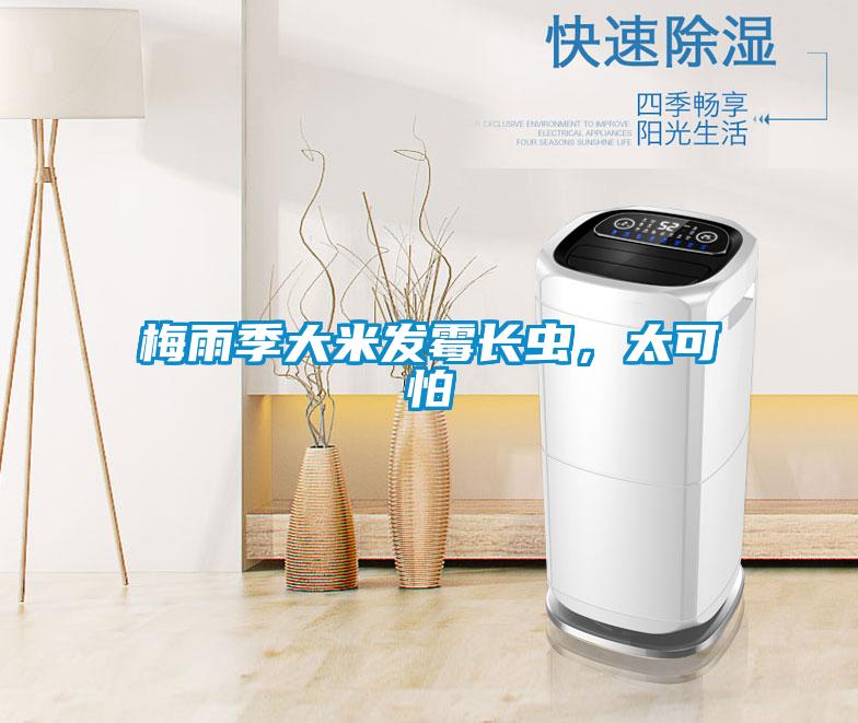 梅雨季大米發(fā)霉長(zhǎng)蟲,太可怕