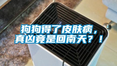 狗狗得了皮膚病，真兇竟是回南天？！